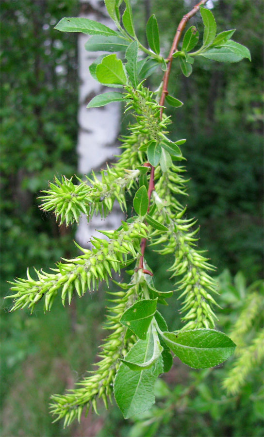 Image of Salix myrsinifolia specimen.