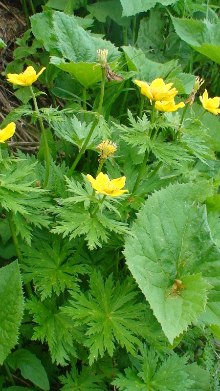 Изображение особи Trollius ranunculinus.