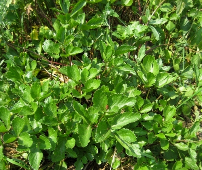 Image of Ligusticum scoticum specimen.