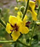 Verbascum sinuatum. Цветок. Копетдаг, Чули. 27 мая 2011 г.