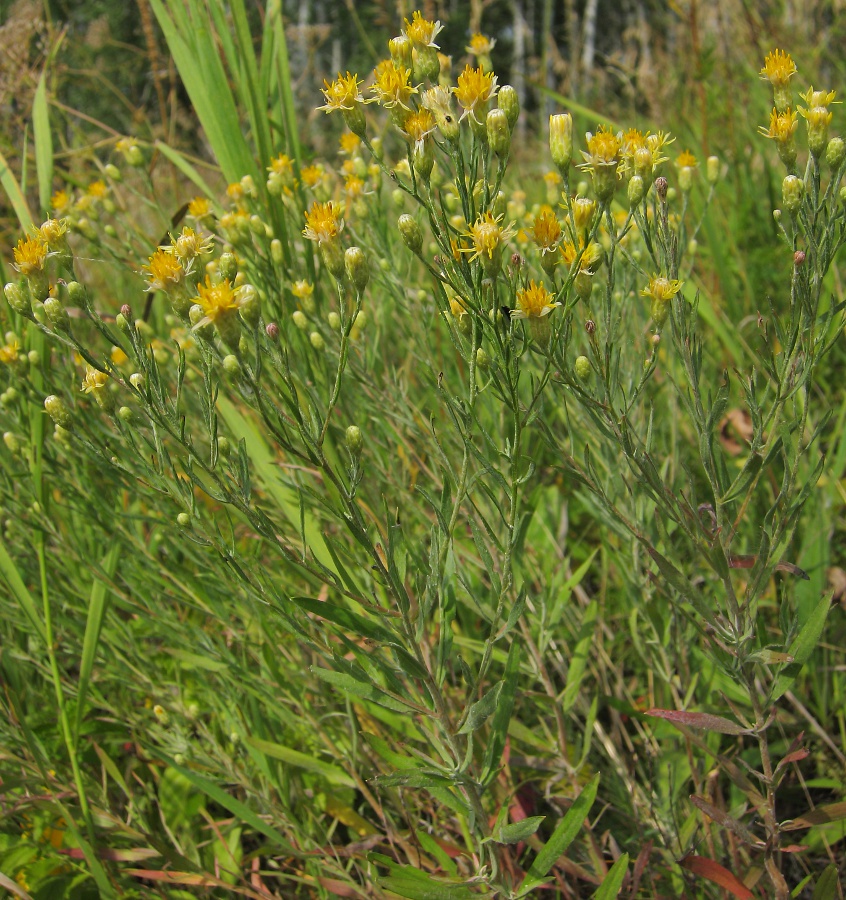 Image of Galatella crinitoides specimen.