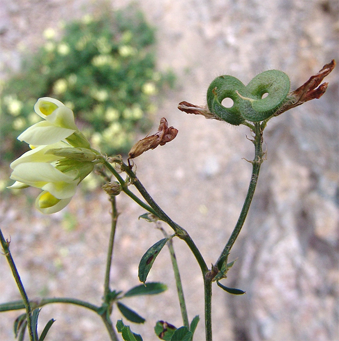 Изображение особи Medicago glutinosa.