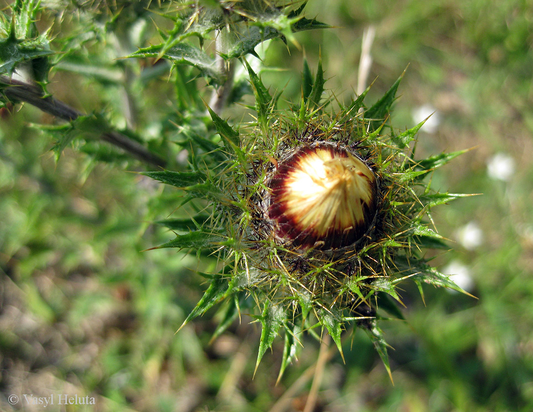 Image of Carlina vulgaris specimen.