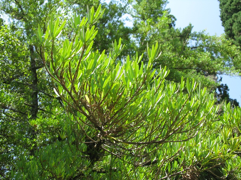 Image of Podocarpus macrophyllus specimen.