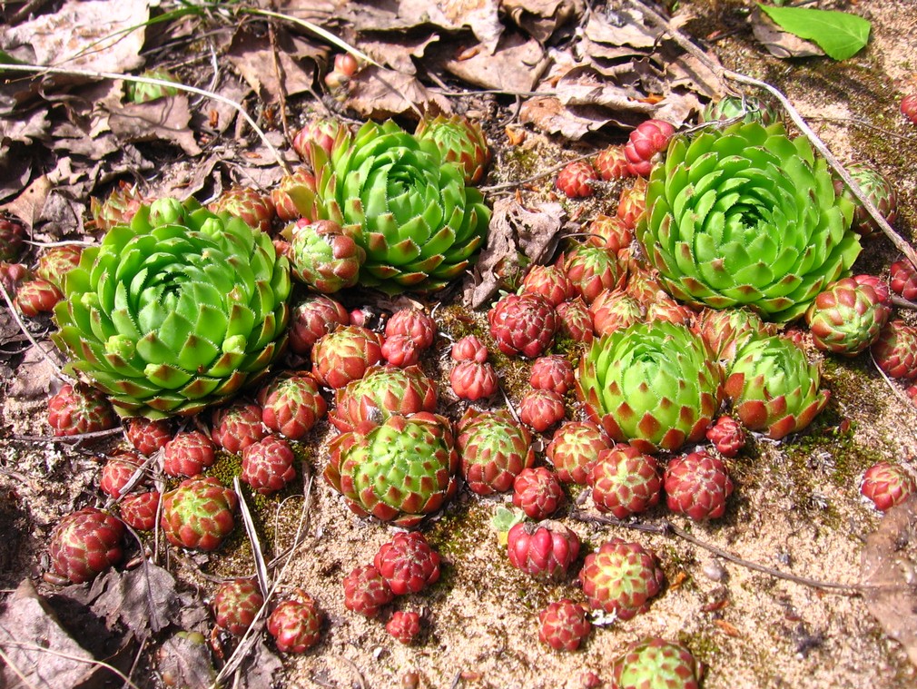 Изображение особи Jovibarba globifera.