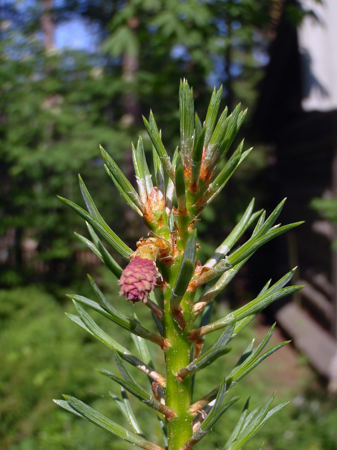 Image of Pinus friesiana specimen.