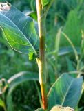 Persicaria amphibia. Раструбы, узлы и междоузлия наземной формы растения. Нижегородская обл., Кстовский р-н, пойма р. Кудьма, вымочка на кукурузном поле. 12.07.2011.