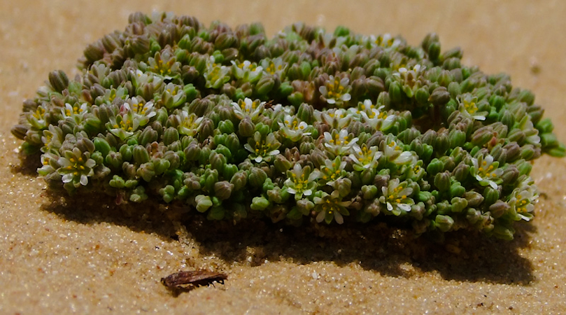 Image of Polycarpon succulentum specimen.