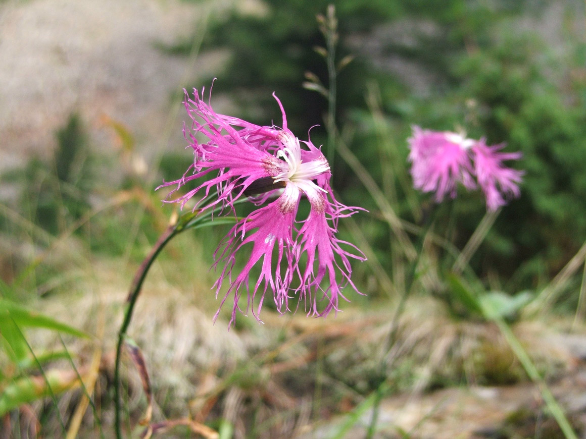 Image of Dianthus sajanensis specimen.