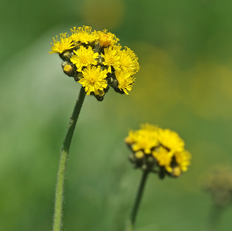 Image of Pilosella &times; floribunda specimen.