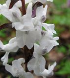 Corydalis cava. Часть соцветия (белоцветковая форма). Украина, Киев, заказник \"Лесники\", низинная часть. 18 апреля 2012 г.