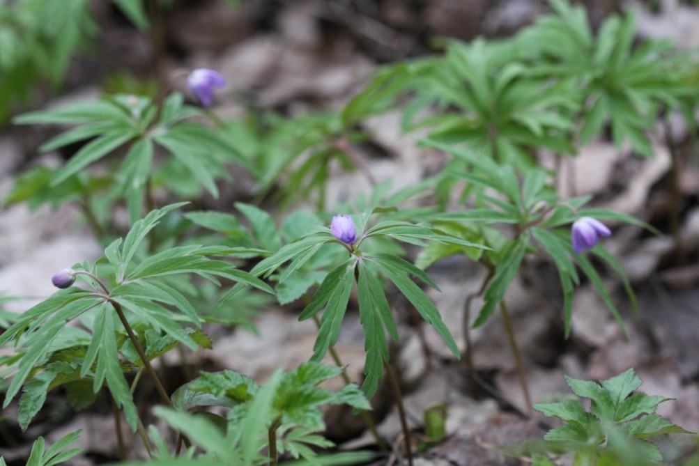 Image of Anemone caerulea specimen.