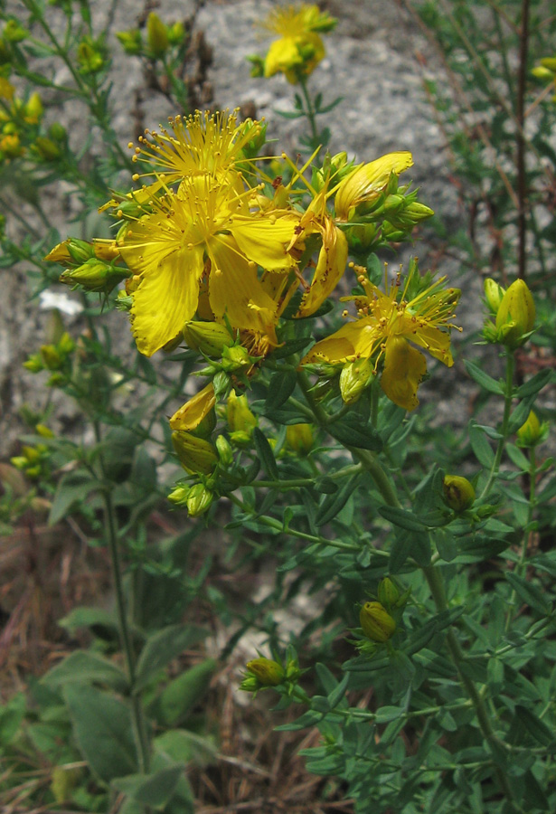 Image of Hypericum perforatum specimen.