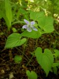 View full-size image Viola acuminata