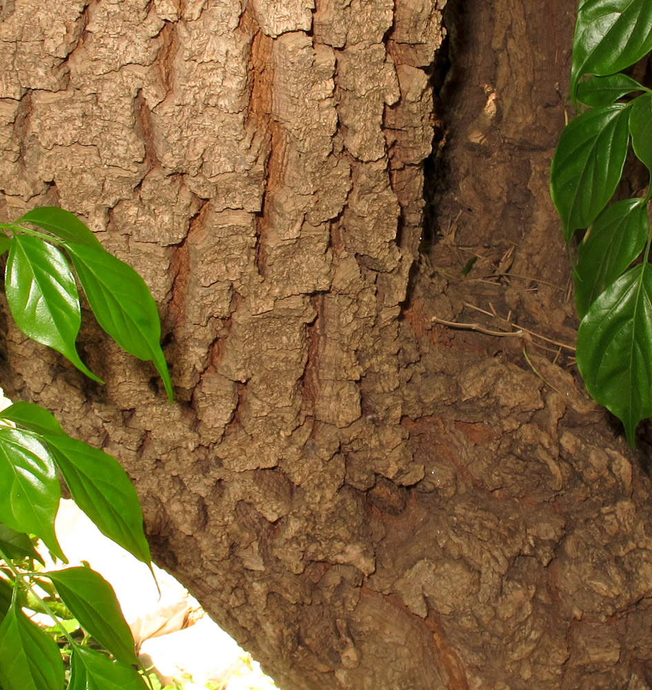 Image of Radermachera sinica specimen.