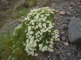 Minuartia colchica