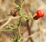 Asparagus verticillatus. Часть веточки с плодами. Крым, Черноморский р-н, ур. Джангуль, степь на оползневой террасе. 05.08.2012.