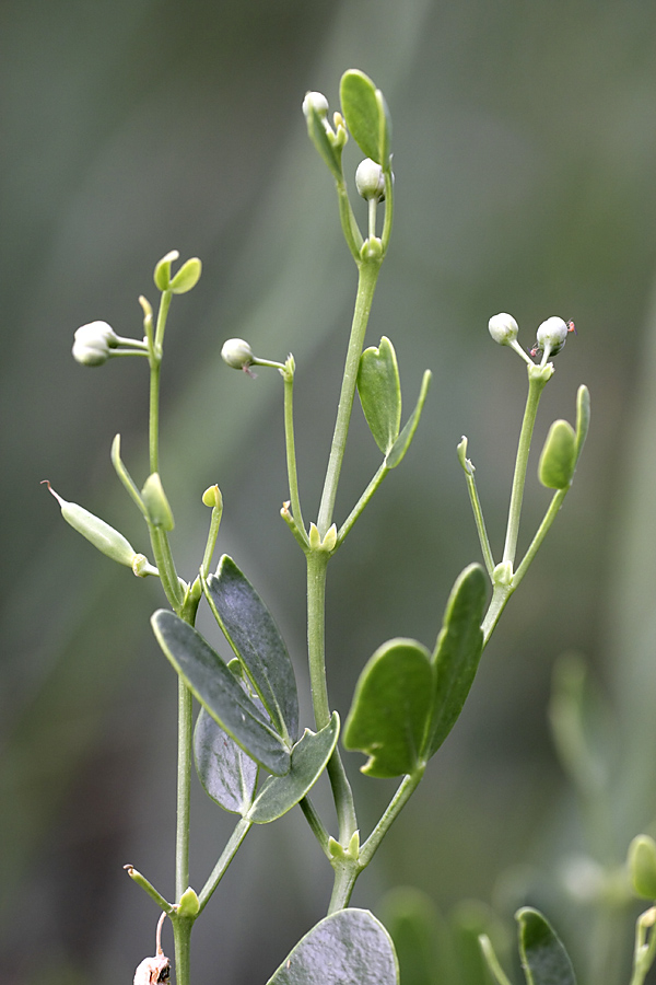 Image of Zygophyllum fabago ssp. orientale specimen.