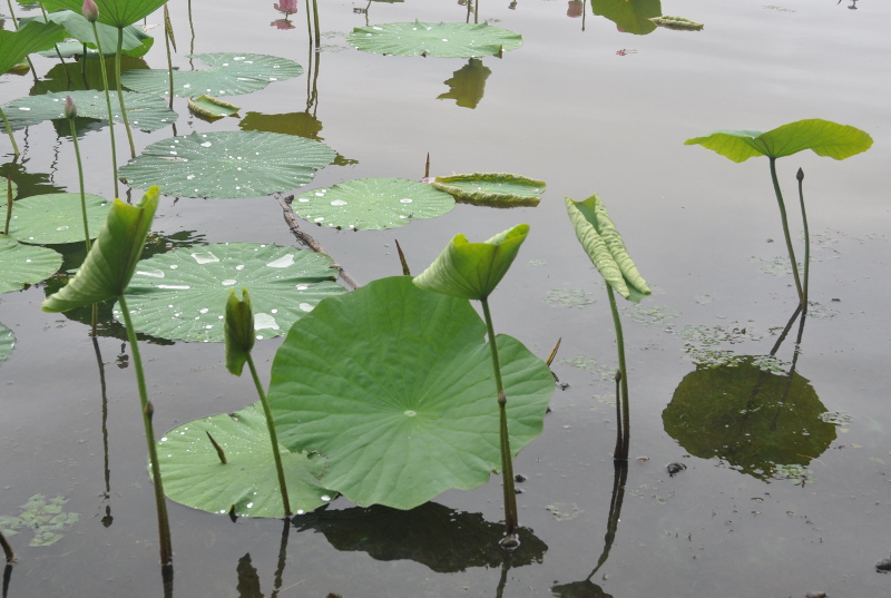 Image of Nelumbo komarovii specimen.