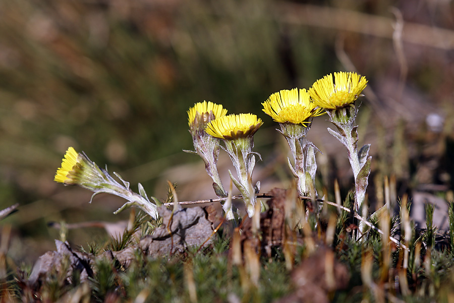 Image of Tussilago farfara specimen.