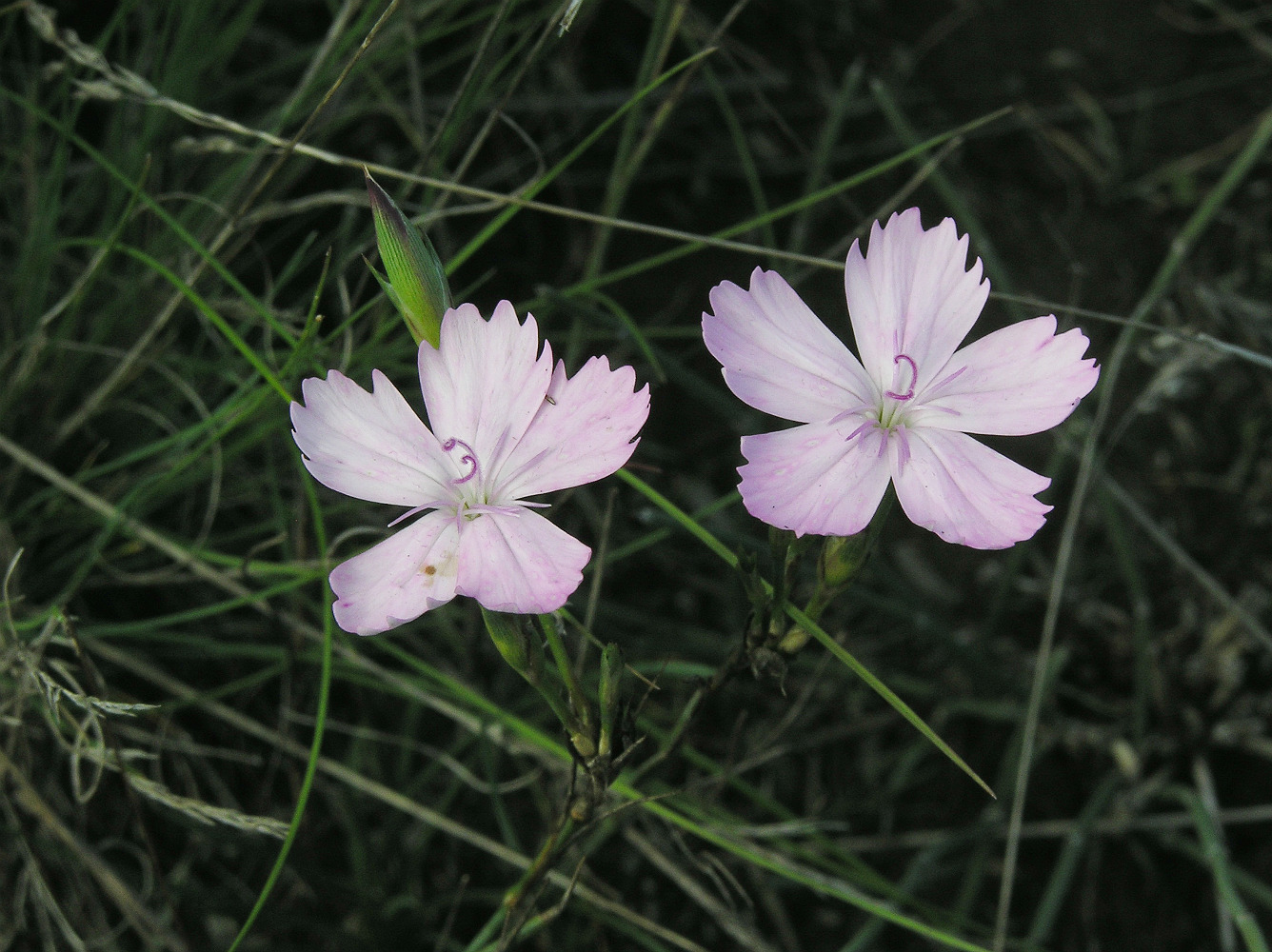 Изображение особи Dianthus rigidus.