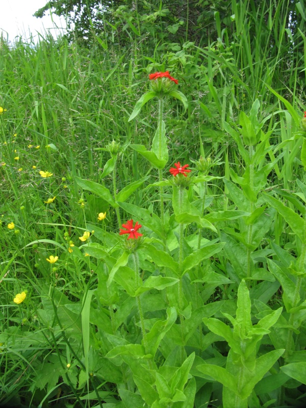 Изображение особи Lychnis chalcedonica.