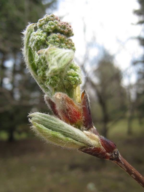 Изображение особи Sorbus aucuparia.