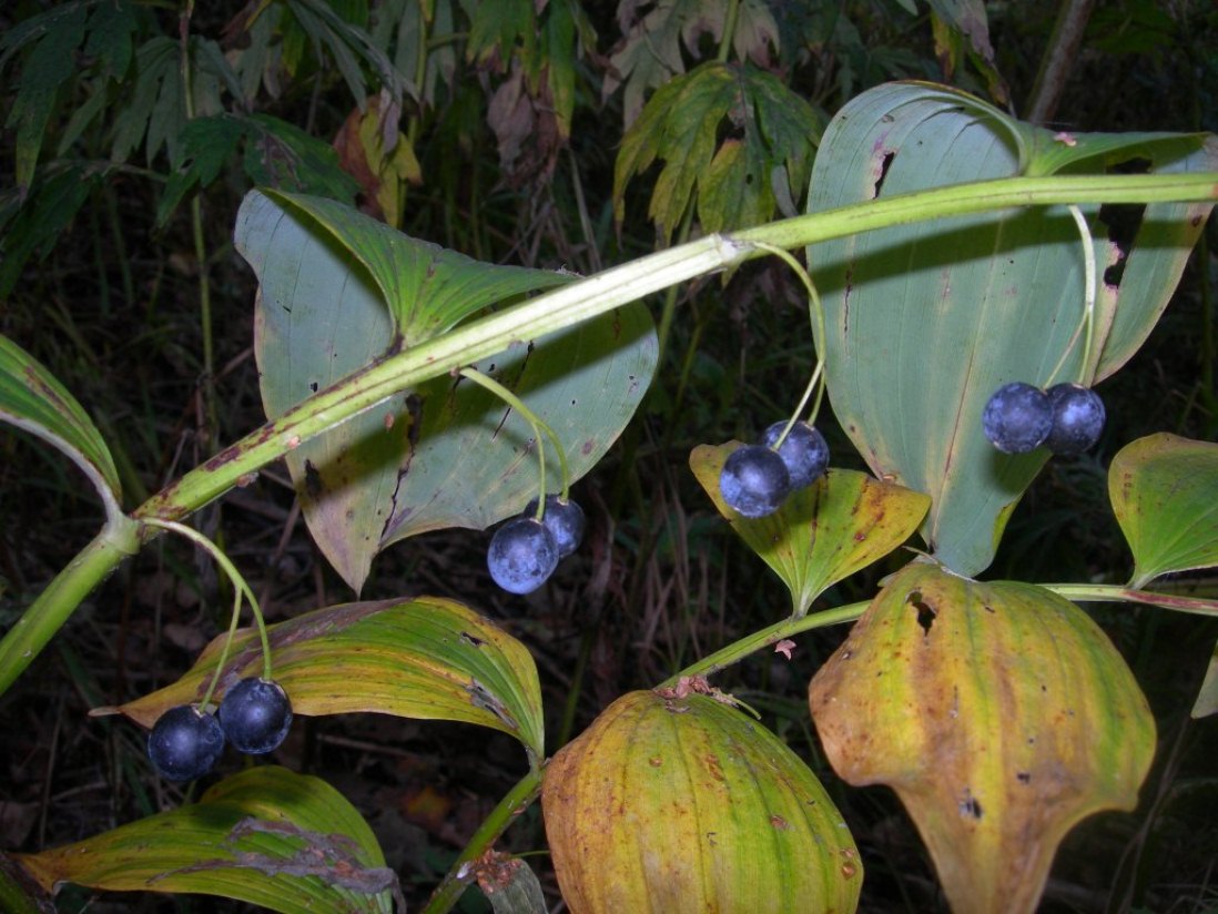 Image of Polygonatum maximowiczii specimen.