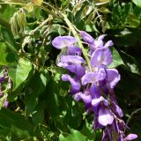 Wisteria sinensis. Часть соцветия. Испания, автономное сообщество Каталония, провинция Барселона, г. Барселона, парк Гуэля. 8 июля 2012 г.