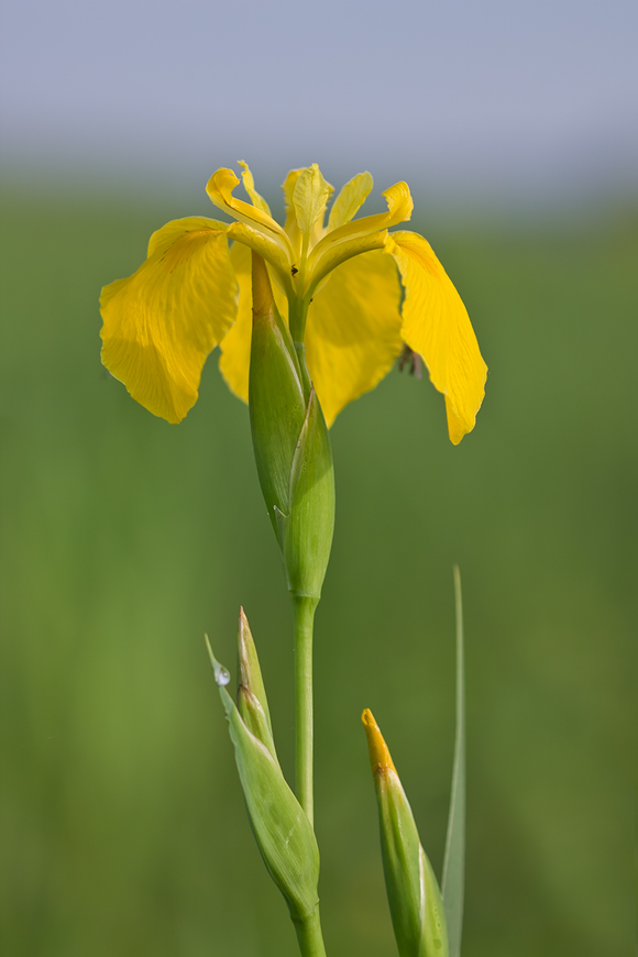 Image of Iris pseudacorus specimen.