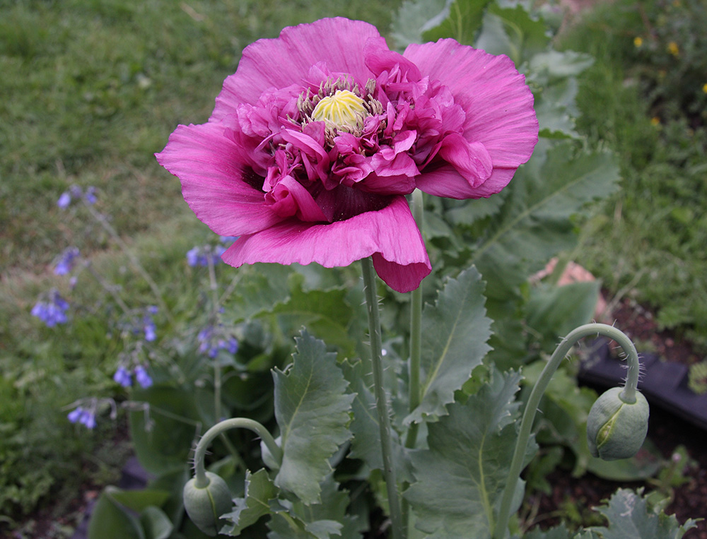 Image of Papaver somniferum specimen.