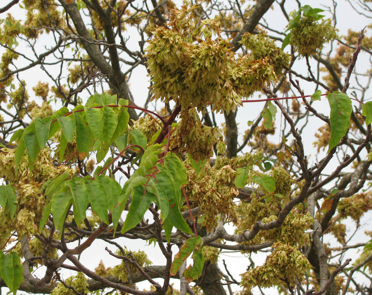 Изображение особи Ailanthus altissima.