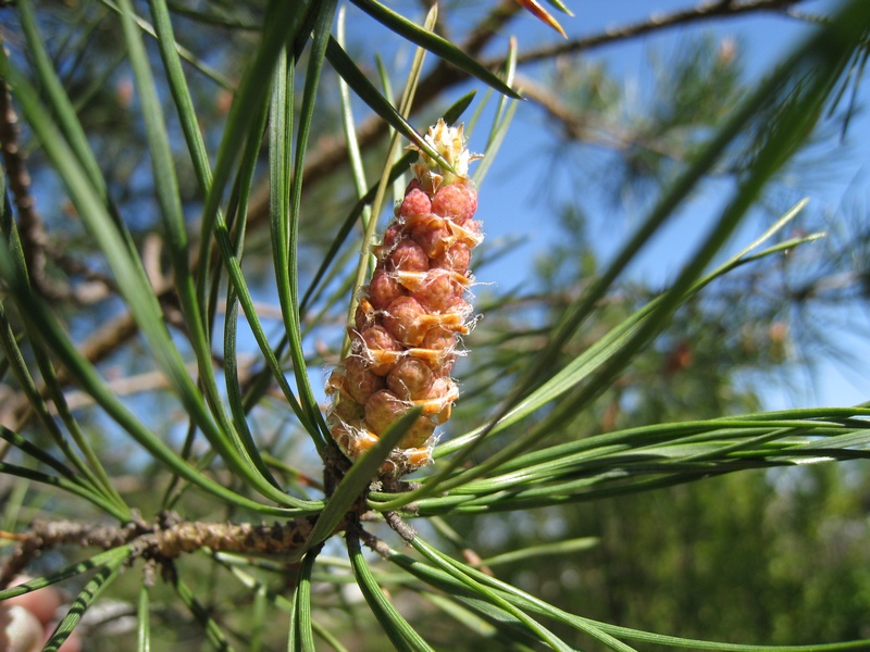 Image of Pinus sylvestris specimen.