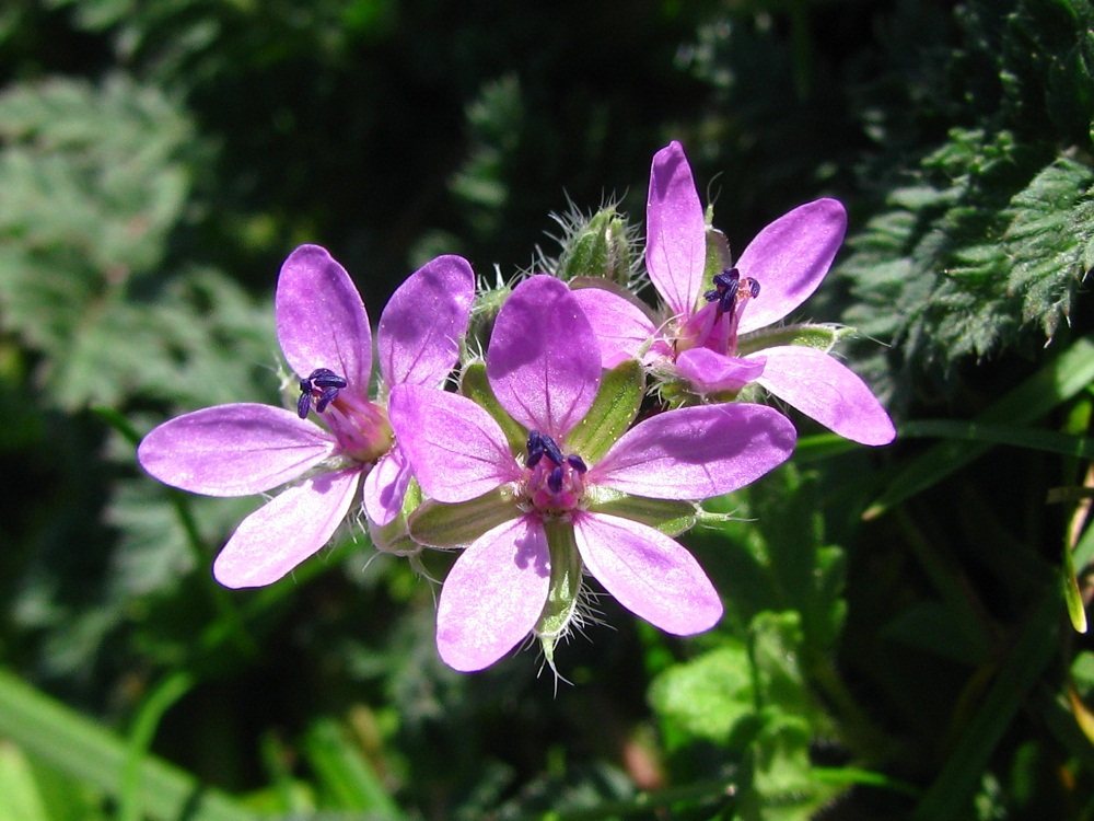 Image of Erodium cicutarium specimen.