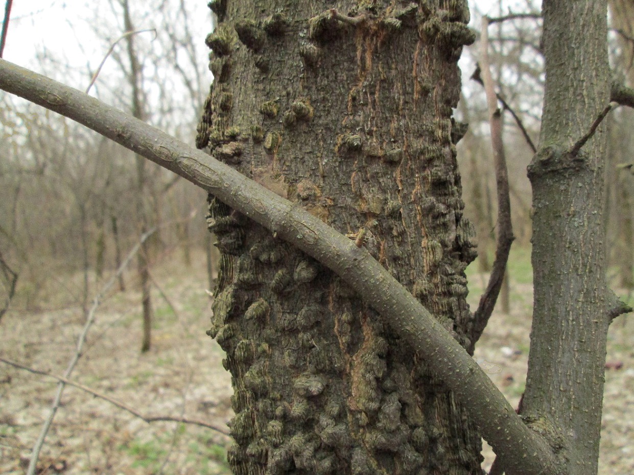 Изображение особи Celtis australis.