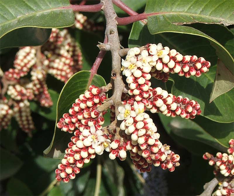 Image of Rhus ovata specimen.