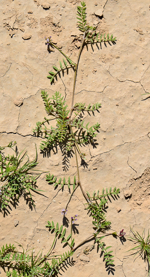 Изображение особи Astragalus asterias.