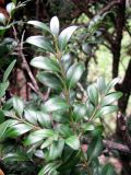 Смотреть изображение Buxus colchica