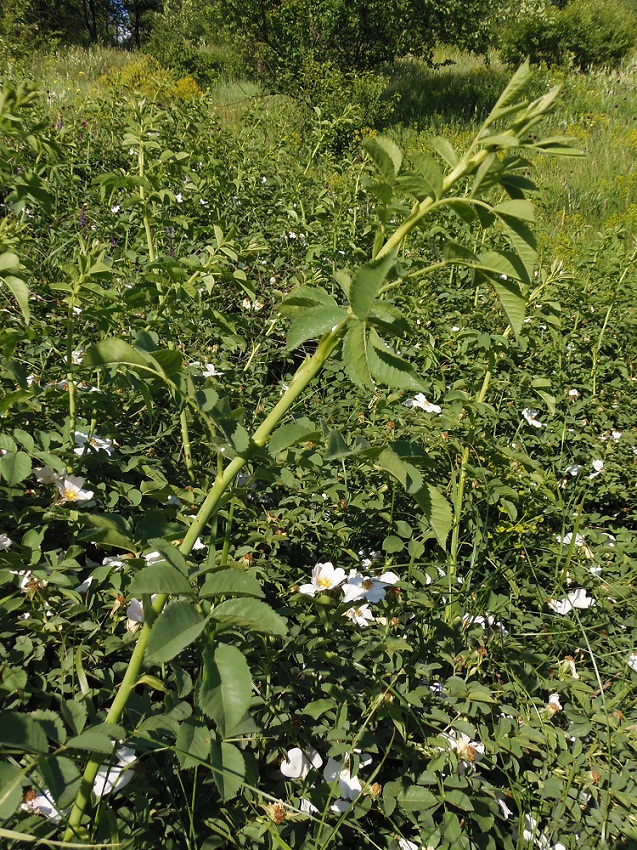 Image of genus Rosa specimen.