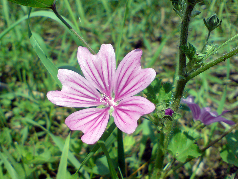 Image of Malva sylvestris specimen.