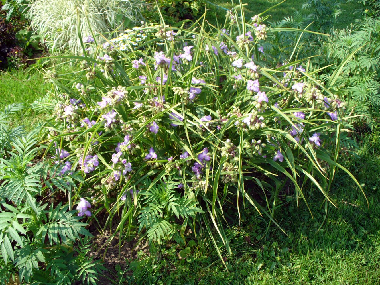 Image of Tradescantia virginiana specimen.