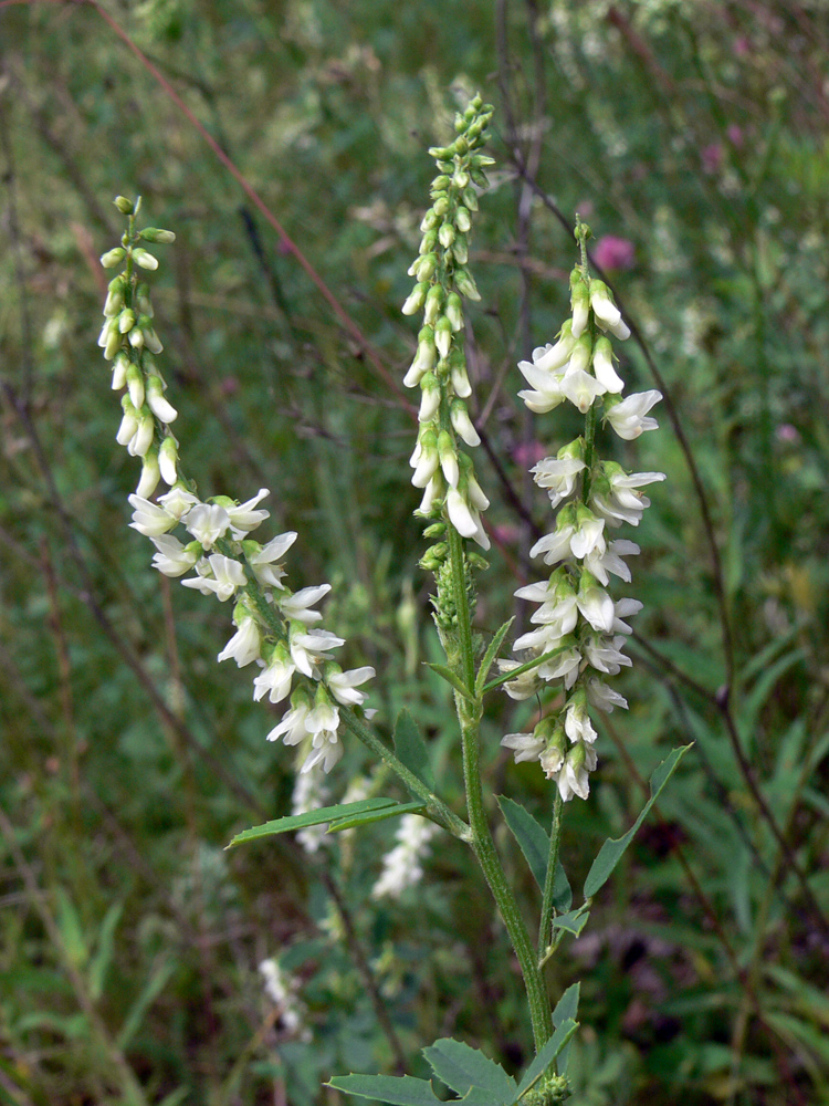 Image of Melilotus albus specimen.