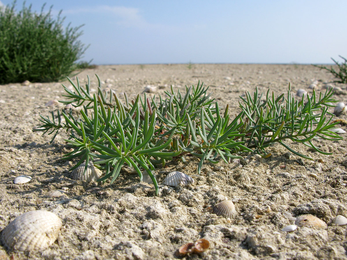 Image of Suaeda prostrata specimen.