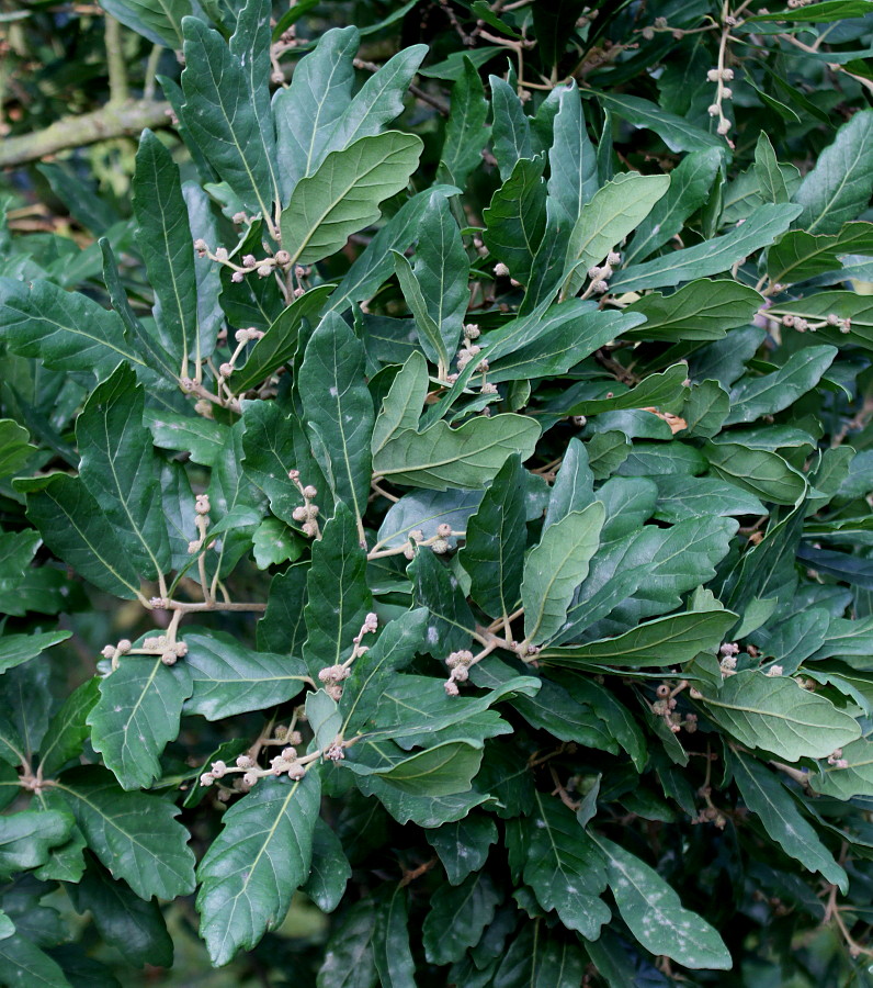 Изображение особи Quercus &times; hispanica.