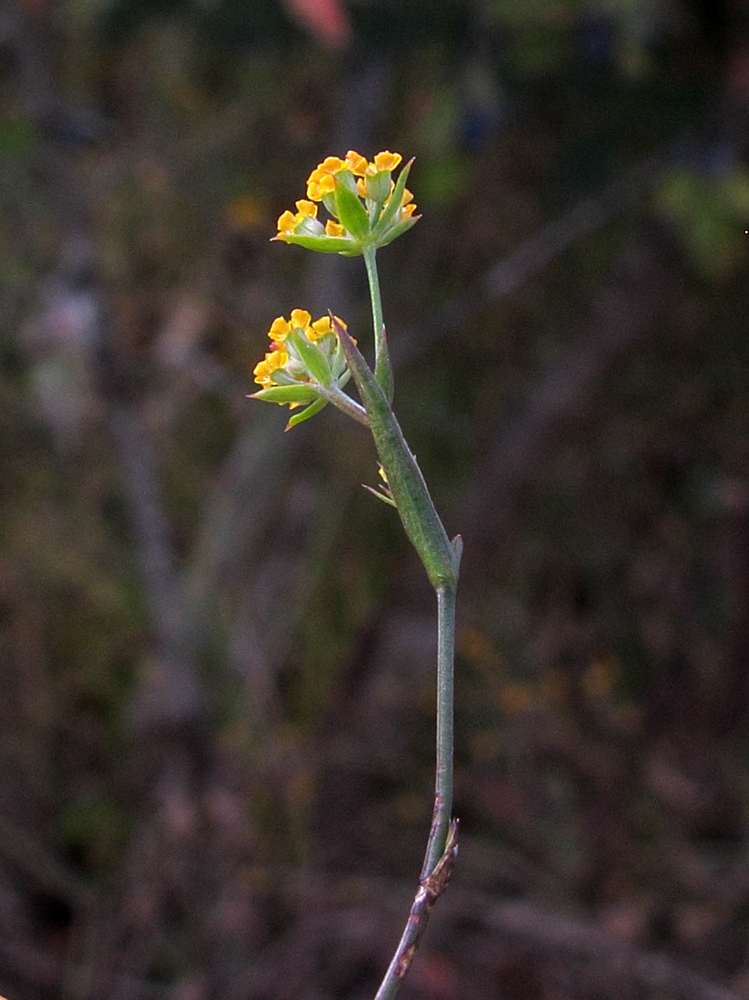 Image of Bupleurum brachiatum specimen.