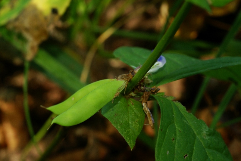 Изображение особи Vicia ohwiana.