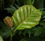 Alnus glutinosa. Верхушка побега с развивающимися листьями. Московская обл., Раменский р-н, окр. ж.-д. платформы Хрипань, смешанный лес у ЛЭП. 31.07.2013.