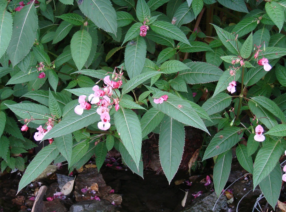 Image of Impatiens glandulifera specimen.