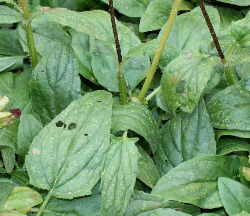 Image of Prunella webbiana specimen.