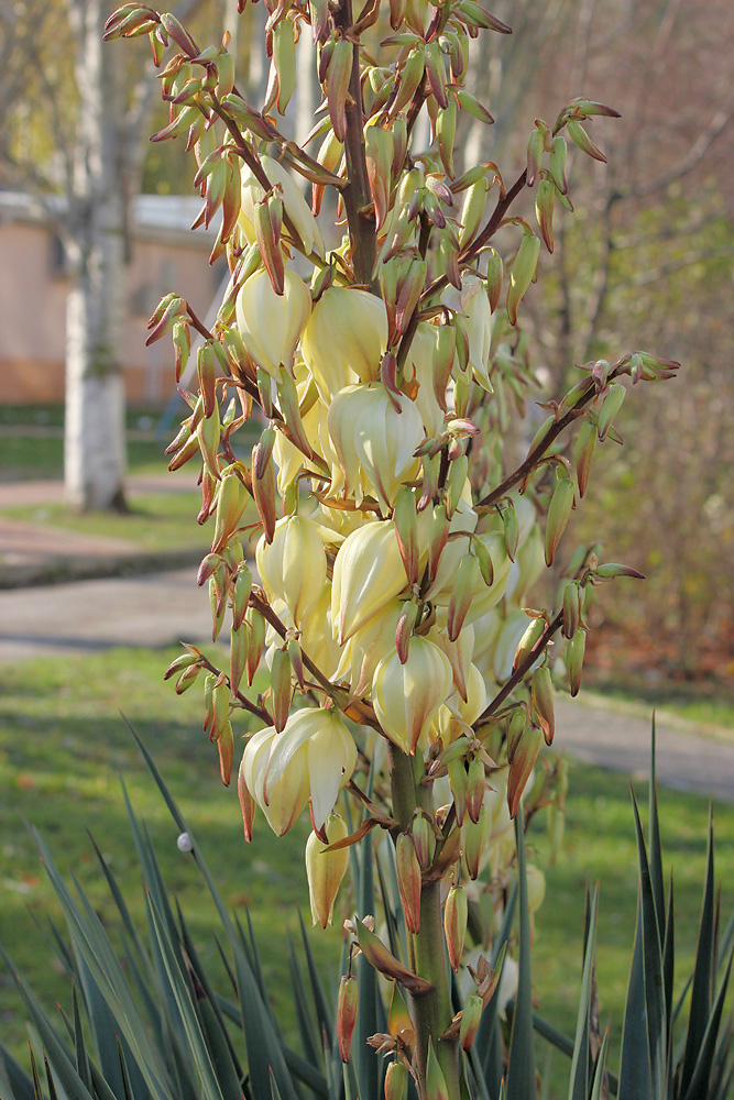 Image of Yucca gloriosa specimen.